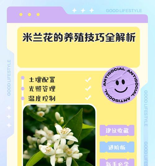 米兰的栽培技巧有哪些？