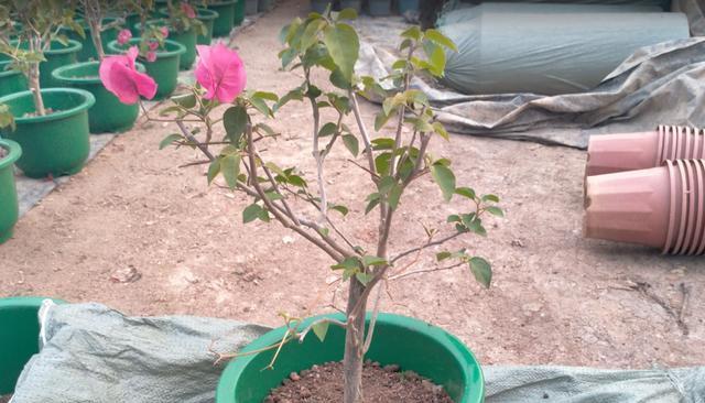 移植花的正确方法和注意事项是什么？