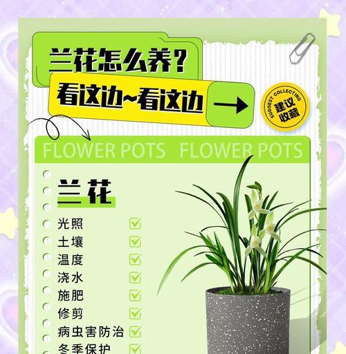 冬季兰花的养护要点是什么？怎样防止冻害？