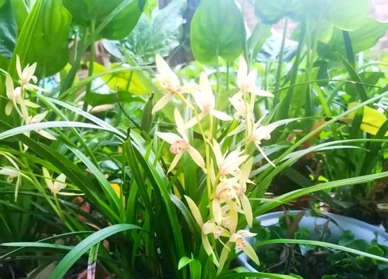 冬季兰花的养护要点是什么？怎样防止冻害？