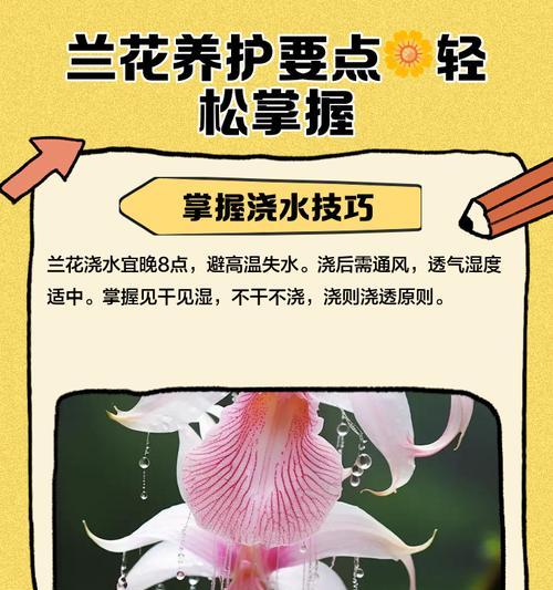冬季兰花的养护要点是什么？怎样防止冻害？