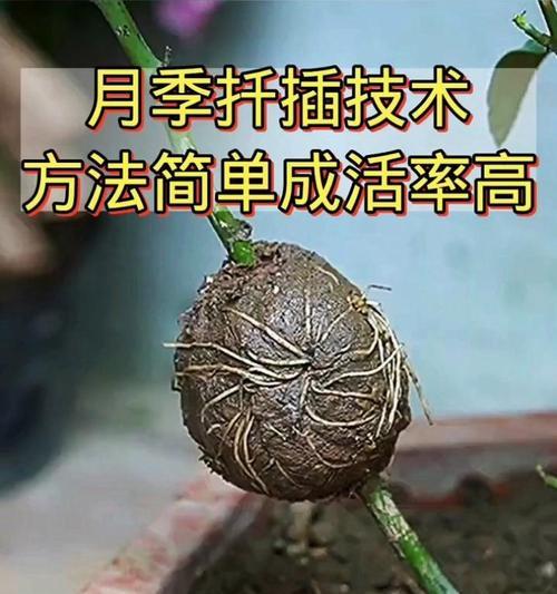 月季插杆繁殖的方法是什么？如何提高成活率？