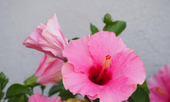 木槿花的花语是什么？木槿花的象征意义有哪些？