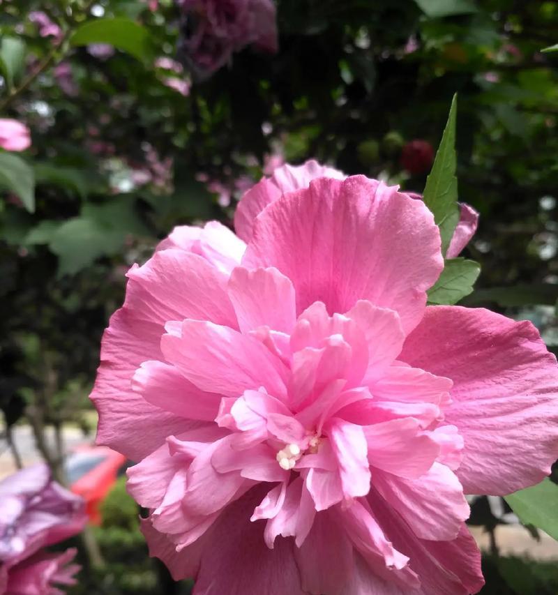 木槿花的花语是什么？木槿花的象征意义有哪些？