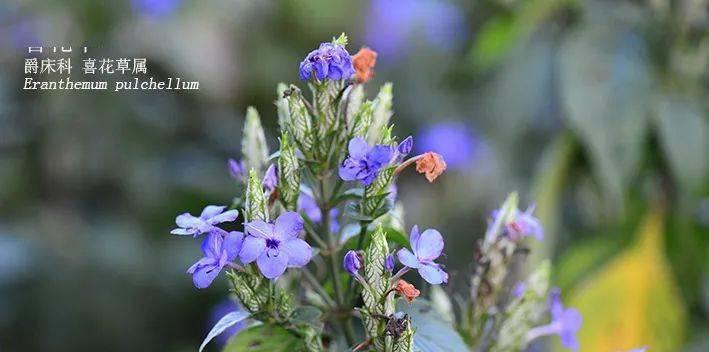 宫粉植物的养殖方法和护理要点是什么？