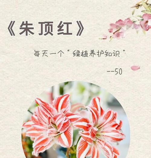 红顶花的养殖方法和注意事项有哪些？