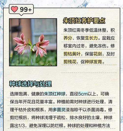 红顶花的养殖方法和注意事项有哪些？