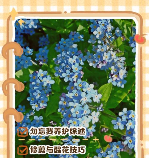 勿忘我种植需要注意哪些事项？