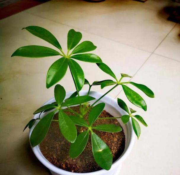 鸭脚木施什么肥？鸭脚木的施肥技巧和注意事项有哪些？
