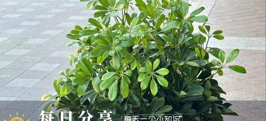 鸭脚木施什么肥？鸭脚木的施肥技巧和注意事项有哪些？
