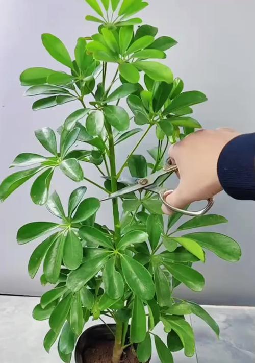 鸭脚木施什么肥？鸭脚木的施肥技巧和注意事项有哪些？