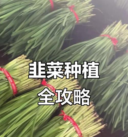 菲菜种植需要注意什么？如何确保高产丰收？