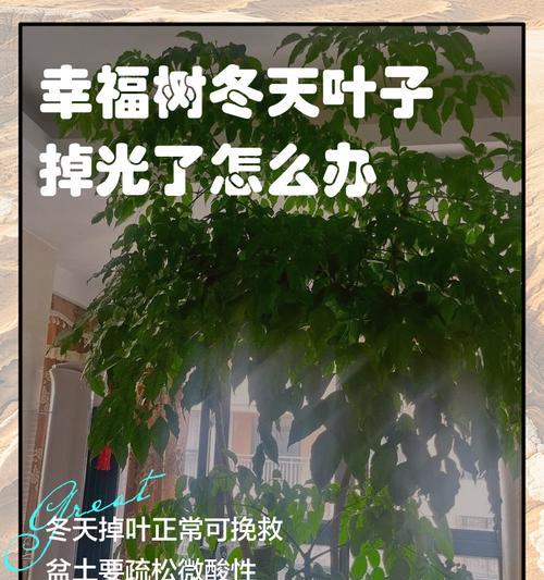 幸福树落叶的原因是什么？如何防止幸福树掉叶子？