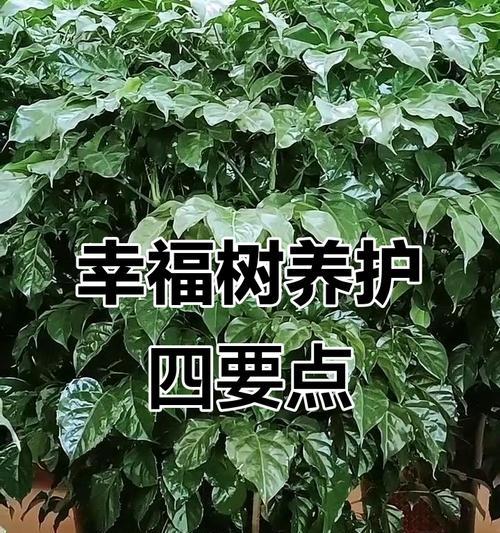 幸福树落叶的原因是什么？如何防止幸福树掉叶子？
