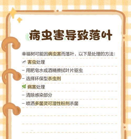 幸福树落叶的原因是什么？如何防止幸福树掉叶子？