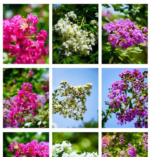 北方花卉品种有哪些？如何选择适合北方的花卉品种？