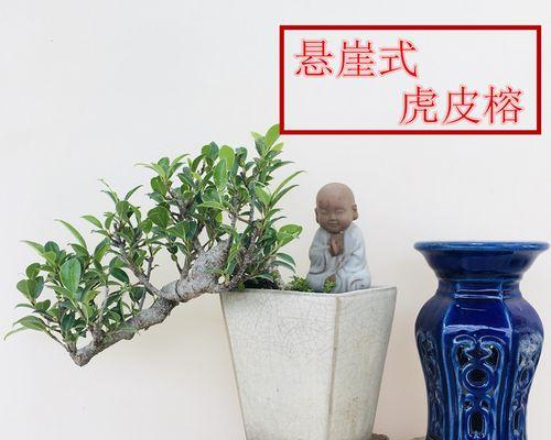榕树盆景修剪需要注意哪些技巧？