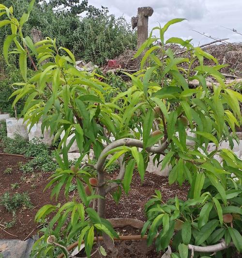 桃树盆栽的养护技巧是什么？如何修剪促花？