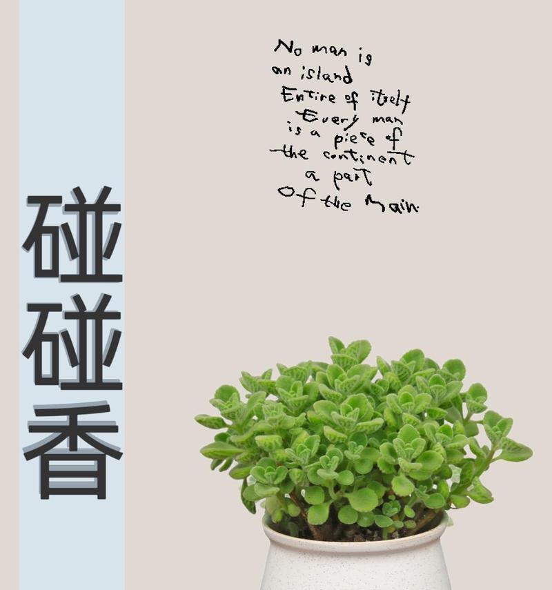 碰碰香扦插的正确步骤是什么？