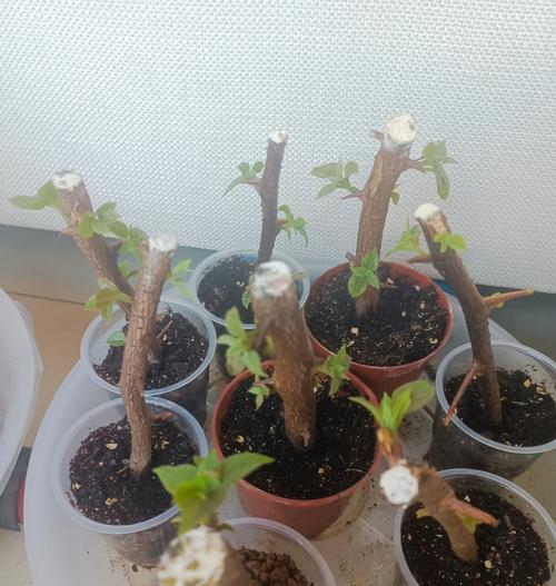 碰碰香扦插的正确步骤是什么？
