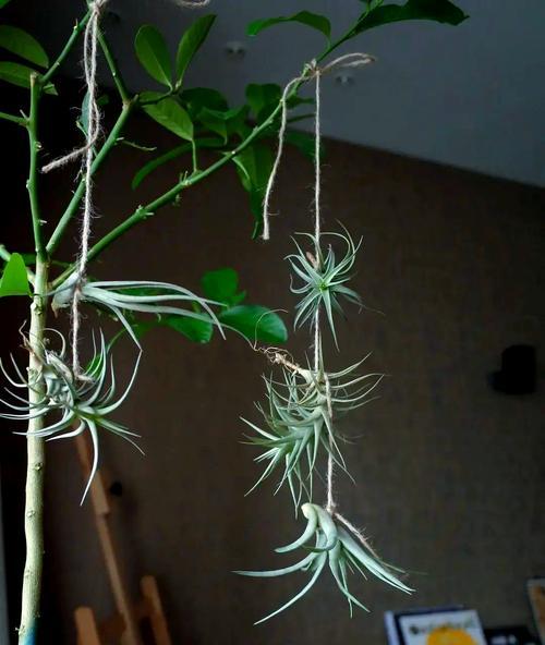 凤梨植物的养殖技巧有哪些？凤梨植物如何种植？