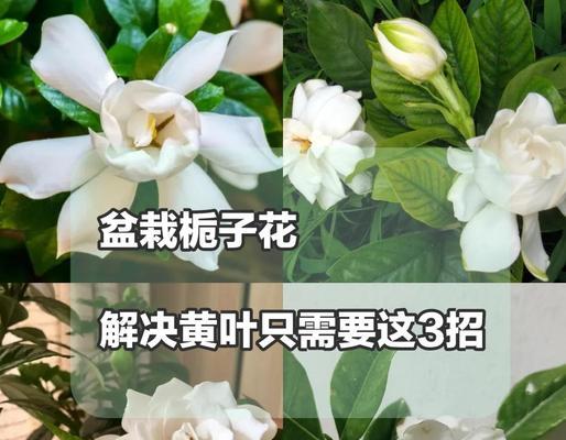 子子花叶子发黄的可能原因及处理方法？