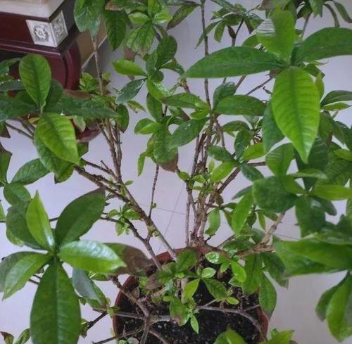子子花叶子发黄的可能原因及处理方法？