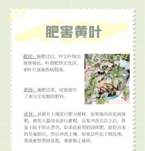 子子花叶子发黄的可能原因及处理方法？