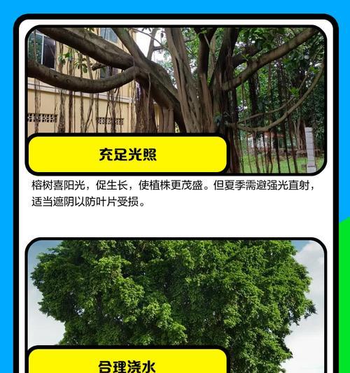 榕树换盆需要注意哪些问题？