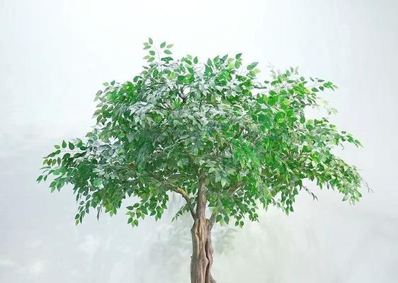 榕树换盆需要注意哪些问题？