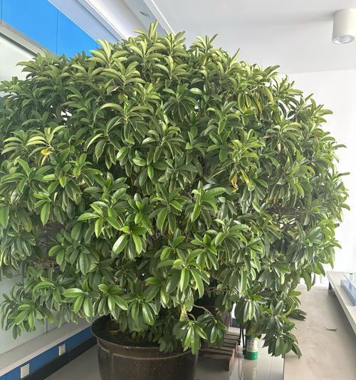 榕树换盆需要注意哪些问题？