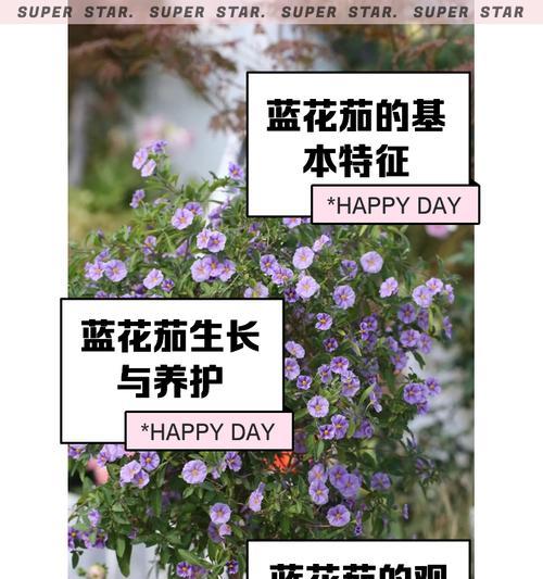 雪茄花的繁殖和养护技巧有哪些？