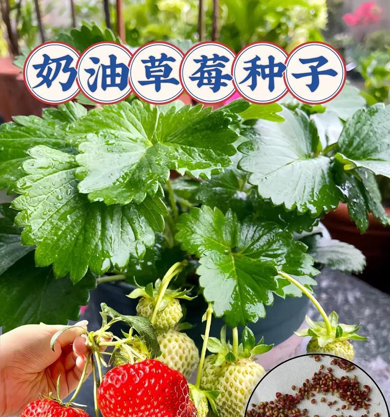草莓种子种植的详细指南是什么？