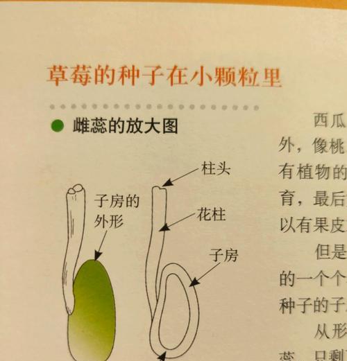草莓种子种植的详细指南是什么？
