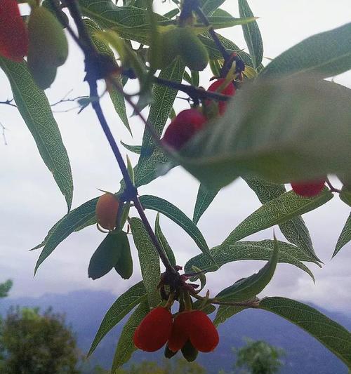 红箭花养殖方法是什么？红箭花养殖的常见问题有哪些？