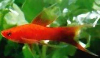 红箭花养殖方法是什么？红箭花养殖的常见问题有哪些？