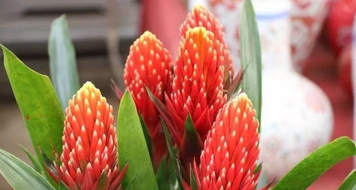 红箭花养殖方法是什么？红箭花养殖的常见问题有哪些？