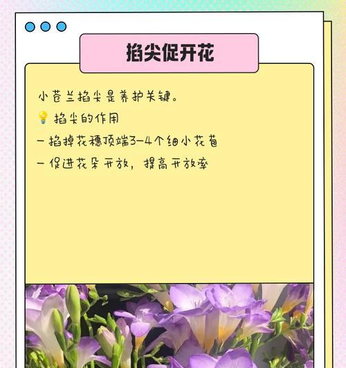 苍兰的养殖要点是什么？