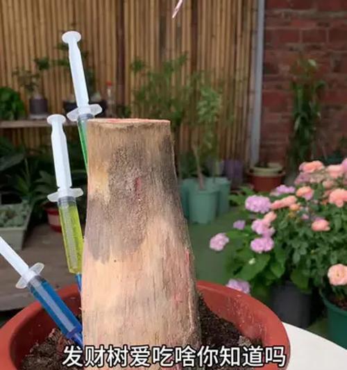 发财树烂根的处理方法是什么？