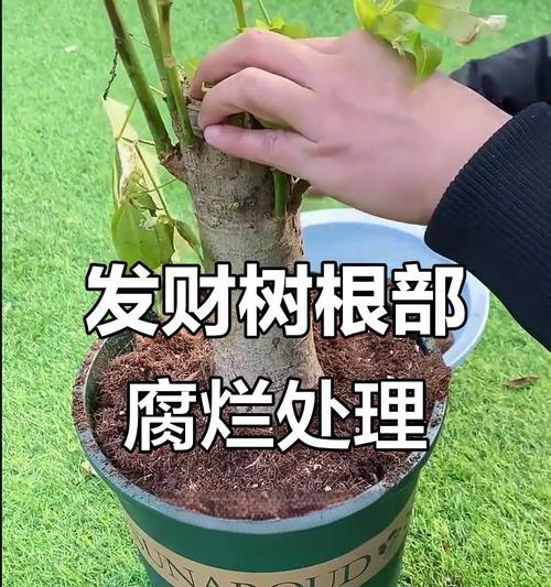发财树烂根的处理方法是什么？