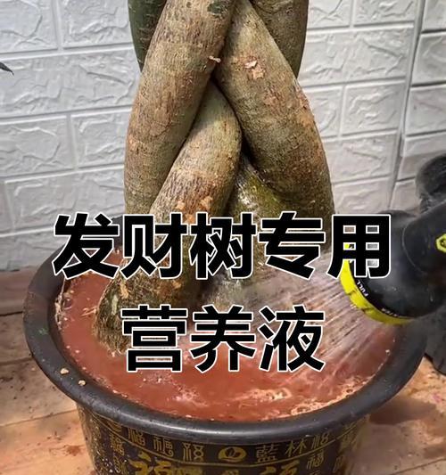 发财树烂根的处理方法是什么？