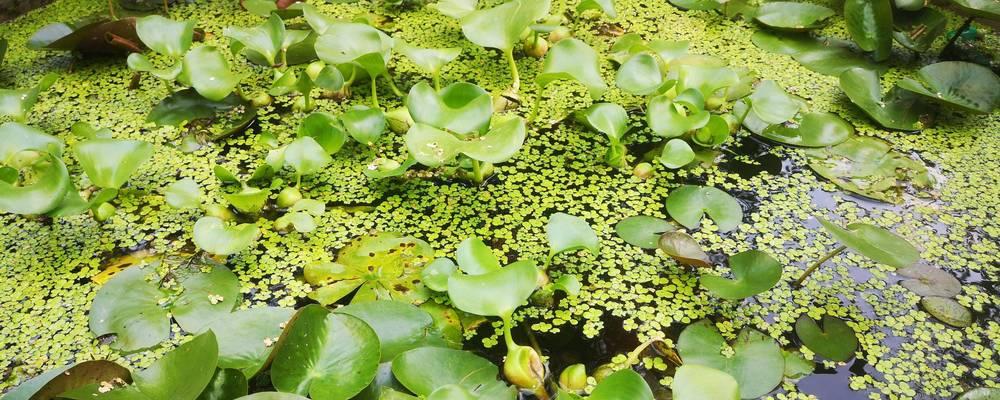 水葫芦繁殖的正确方法是什么？