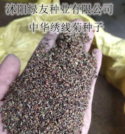 果菊种子的特征是什么？