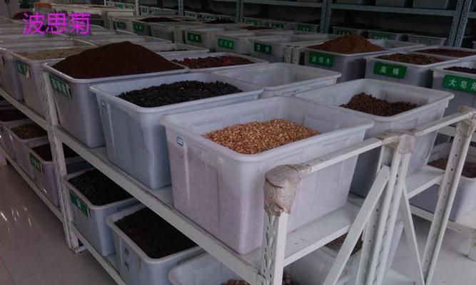 果菊种子的特征是什么？