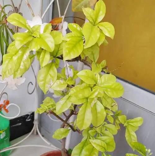 三角梅不开花是什么原因？如何解决三角梅不开花的问题？