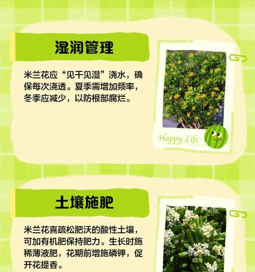 米兰花扦插的正确步骤是什么？