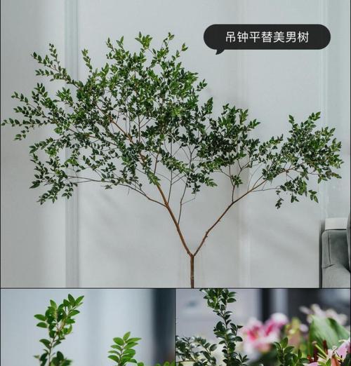 鲜花种植需要注意哪些事项？如何保持鲜花的新鲜度？