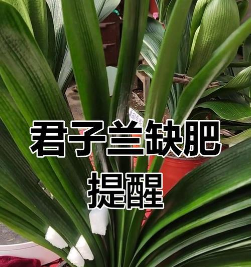 君子兰叶尖发黄的解决方法？