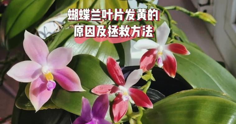 蛋黄果繁殖方法有哪些？
