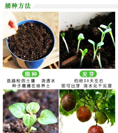 蛋黄果繁殖方法有哪些？